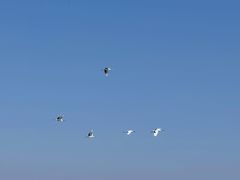 -盐城丹顶鹤湿地生态旅游区