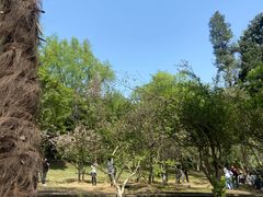 -武汉大学-樱园