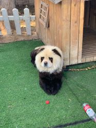 -上美四季动物农场