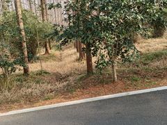 -东平国家森林公园