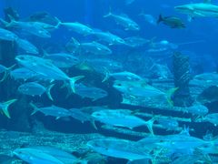 -亚龙湾海底世界