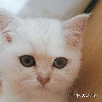 这是坐落在圭塘河边最最最有爱的萌宠店铺「极宠家」