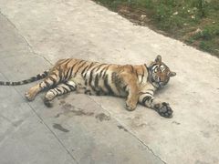 -西安秦岭野生动物园