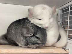 -龙猫仔乐园(惠福东路店)