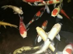 -顺景温泉