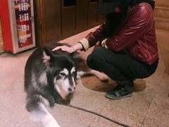 -more than meow吴止猫主题餐厅(承德 中船汇店)