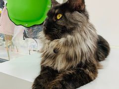 -糯米喵星人·撸猫猫舍咖啡馆(西市场嘉华店)