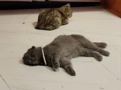 -我爱猫咪·猫咖·狗咖·安哥拉兔·羊驼咖(小寨华旗店)