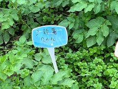 -八卦田遗址公园