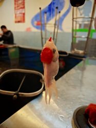 -巡鱼道·室内垂钓·渔具店