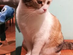 -猫小院猫主题餐厅(三里屯店)