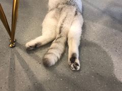 -飞行喵MR PILOT|猫舍·猫咖(静安大融城店)