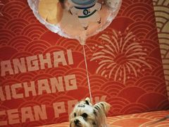 -宠爱多约克夏马尔济斯泰迪小型犬专卖