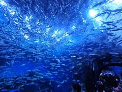 -海合安成都极地海洋公园