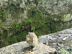 -五营红松林海景区