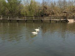 景点-溱湖国家湿地公园