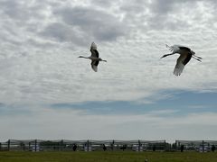 -盐城丹顶鹤湿地生态旅游区