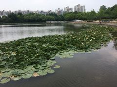 -新江湾城公园