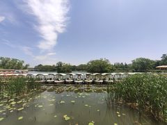 -莲花池公园
