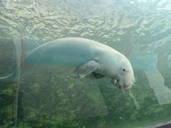 -悉尼海洋生物水族馆
