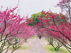 -无锡梅园公园