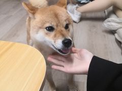 -柴迷FANS CLUB·柴犬狗咖·猫咖