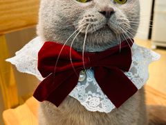 -e嘉宠物店(北大街店)