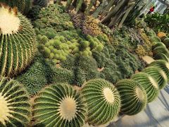 -深圳仙湖植物园