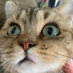 -飛凡TATTOO纹身•原创