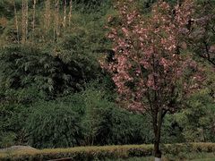 -望江楼公园