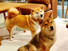 -柴务处·柴犬主题狗咖