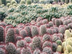 -深圳仙湖植物园