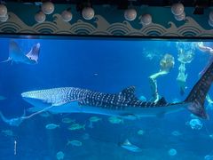 -烟台海昌鲸鲨海洋公园