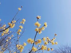 -香雪海