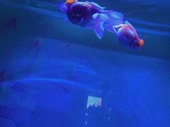 -北戴河圣蓝海洋公园