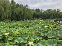 -莲花池公园