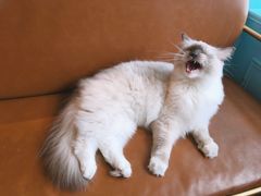 -遇见羊驼·奶狗咖·布偶猫咖·法斗柯基柴犬阿拉斯加(春熙路太古里IFS店)