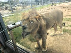 -西霞口神雕山野生动物世界
