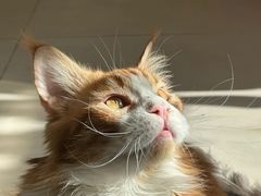 -平行世界·猫咖(首经贸店)