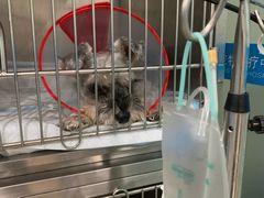 -菲尔斯特宠物医院