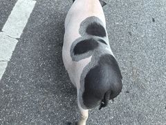 -小小饭店·休闲农庄·安吉松树林里的农家菜
