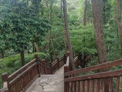 -铁山坪森林公园