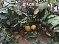 -南通洲际绿博园