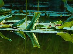 -国家植物园南园