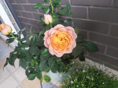 -武汉花鸟市场