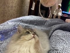 -猫大福·Fortune Cat猫舍(百子湾店)