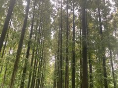 -黄海国家森林公园