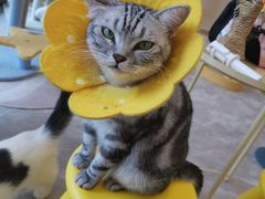 -猫力发电所·宠物专门店