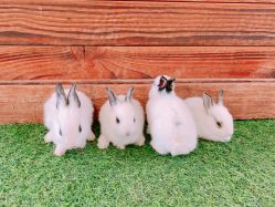 -萌宠亲子动物乐园(槐房万达店)