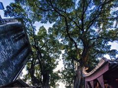 -越秀西湖花市(广州城市广场花卉店)